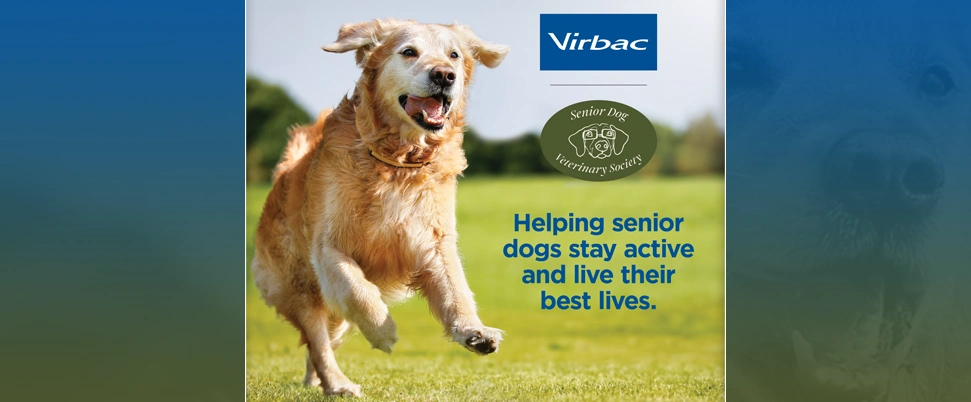 Senior_Vet_Society_B2B_homepage_banner.webp