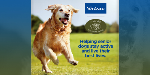 Virbac_Senior_Dog_Collaboration_hero.jpg