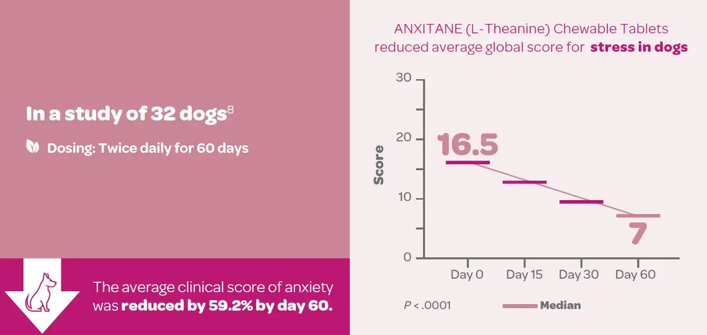 Anxitane In a Study.webp
