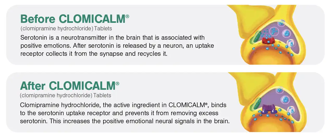 Clomicalm-Before and After.webp