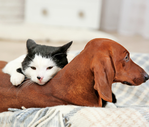 ear_cleansing_pet_pict.jpg (VIRC-341050_wireframes_v2c)