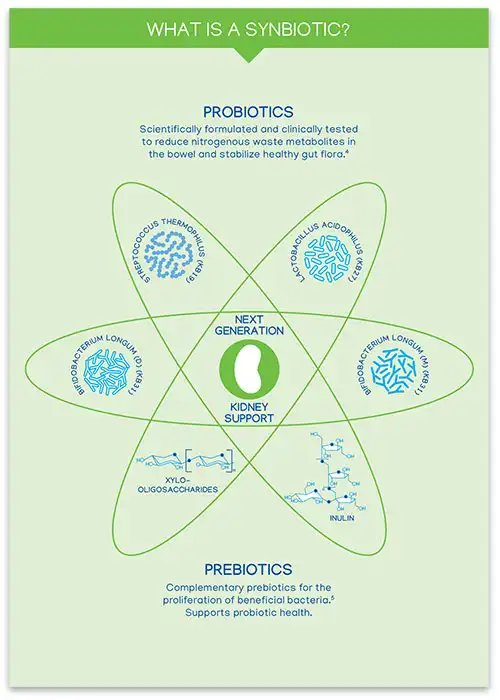 Nephrodyl_b2b_snybiotic_chart.webp