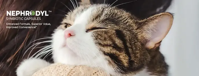 Nephrodyl_b2b_top_hero.copy.webp