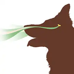 Pheromones in dogs.webp