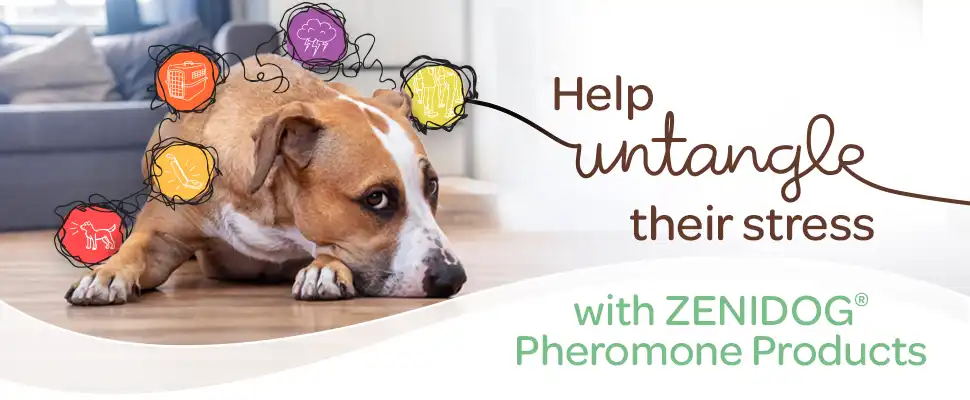 ZENIDOG hero image - 970x400.webp