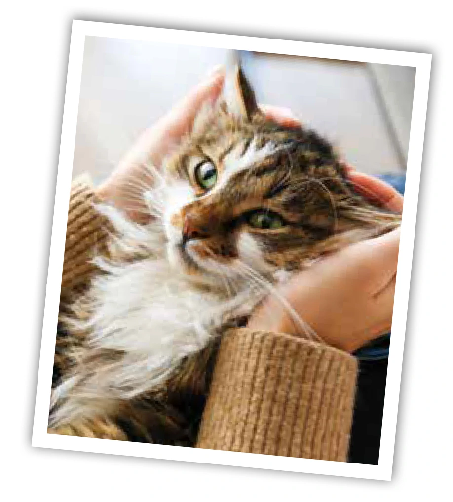 AFC_cat_pic.webp