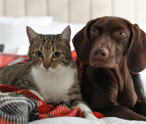 Ear_Health_catdog.jpg