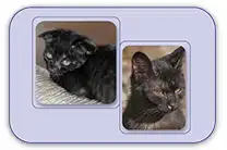 itrafungol_site_ClinicalSign_box.webp