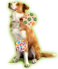 Skin_Health_dog2.webp