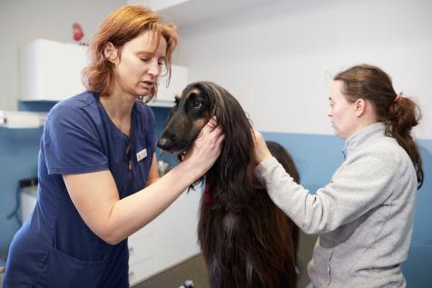 Dog Dermatology