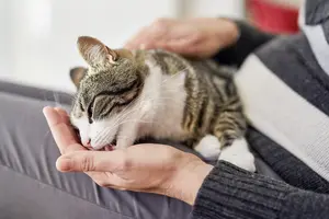 Brush Up on Your Dental Success.copy.webp