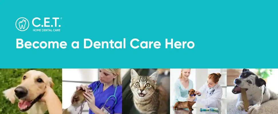 Dental_B2B_Website_hero_banner.webp