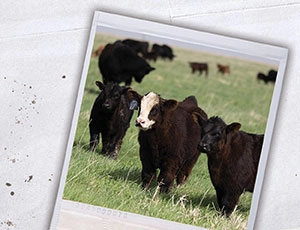 Cattle_banner_footer.webp