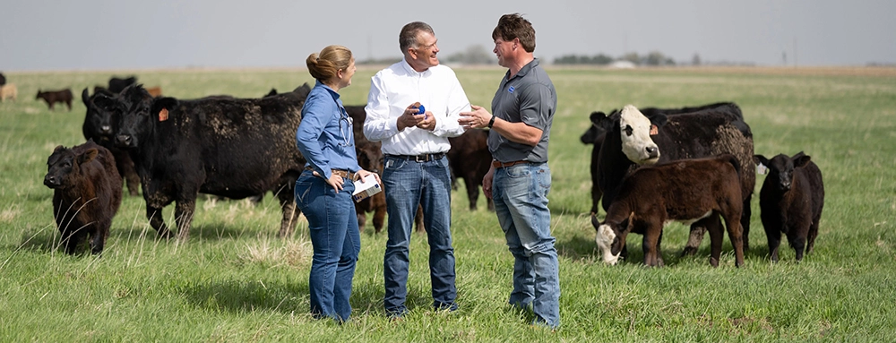 cattle_b2b_top_hero.webp