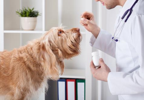 what does cephalexin do for dogs