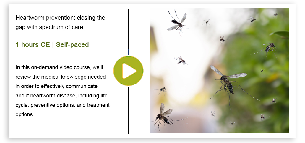 Heartworm_CE_hero_Jan2024_4.jpg