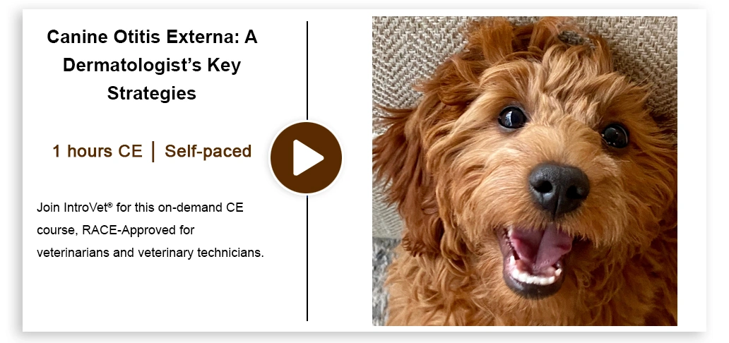 CANINE-OTITIS-EXTERNA_hero.webp