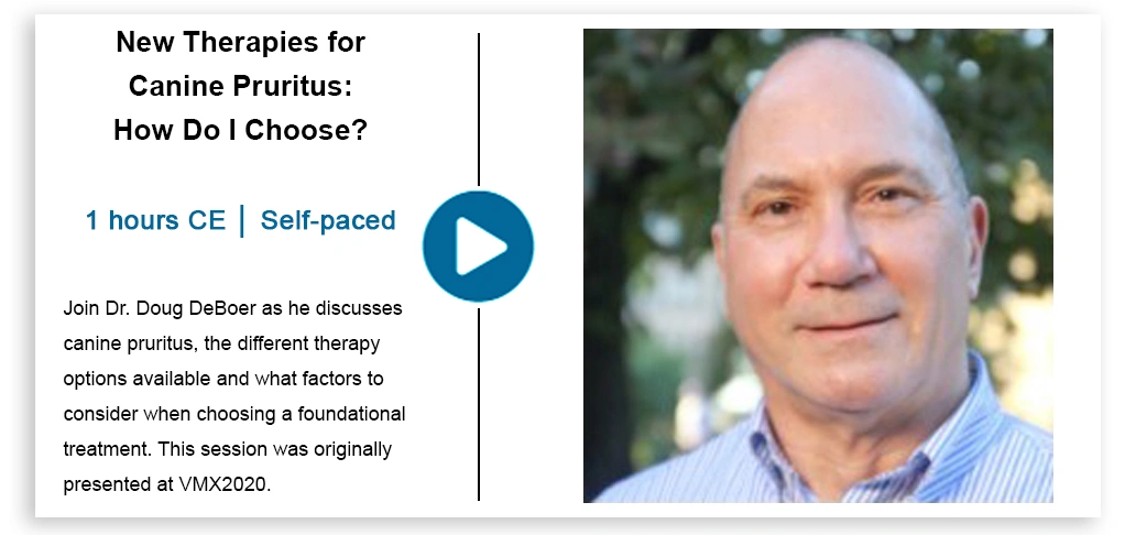 New Therapies for Canine Pruritus.webp