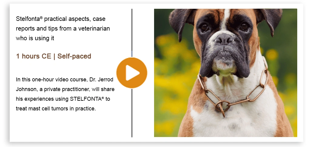 STELFONTA Practical Aspects.webp