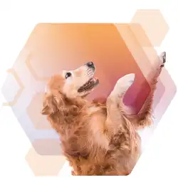 Movoflex-Advanced_Dog.webp