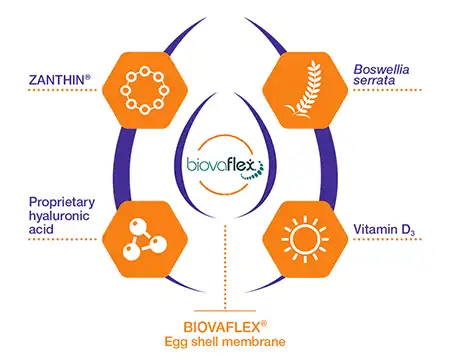 Movoflex Ingredients.webp