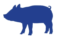 Swine-Brochure_pigs_sm.webp